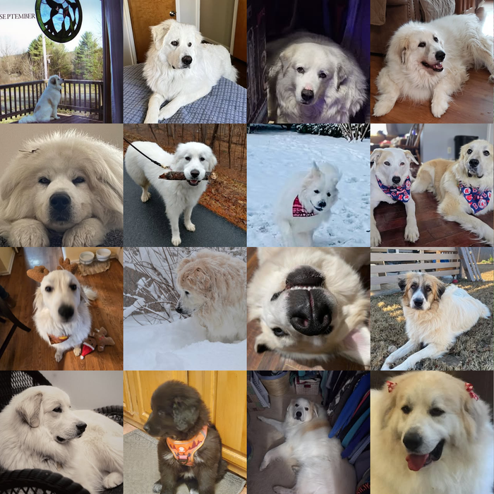 Meet Our Dogs of the Month — April