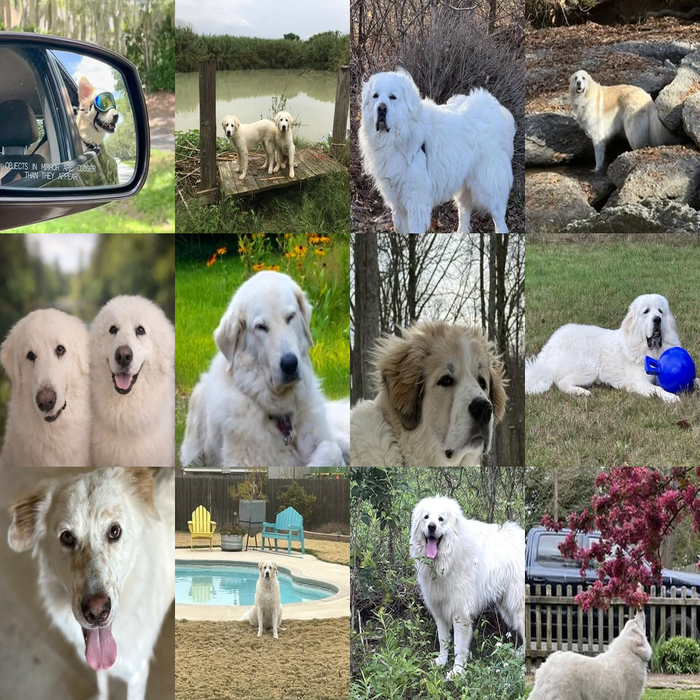 Meet Our Dogs of the Month — March
