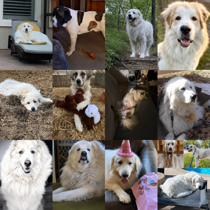Meet Our Dogs of the Month — June