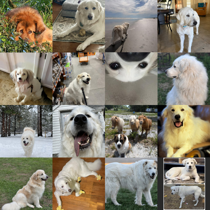 Meet Our Dogs of the Month — May