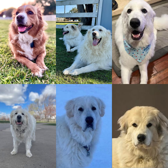 Meet Our Dogs of the Month — November