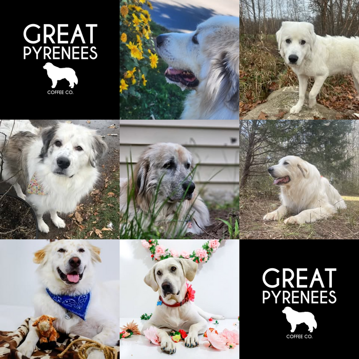 Meet Our Dogs of the Month — October 2026