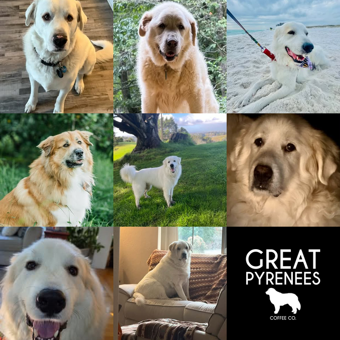 Meet Our Dogs of the Month — September 2026