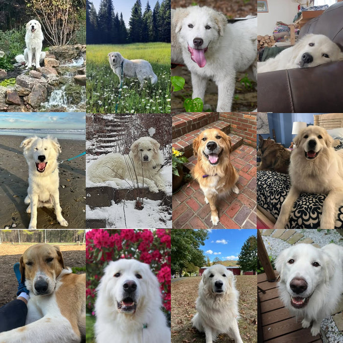 Meet Our Dogs of the Month — August