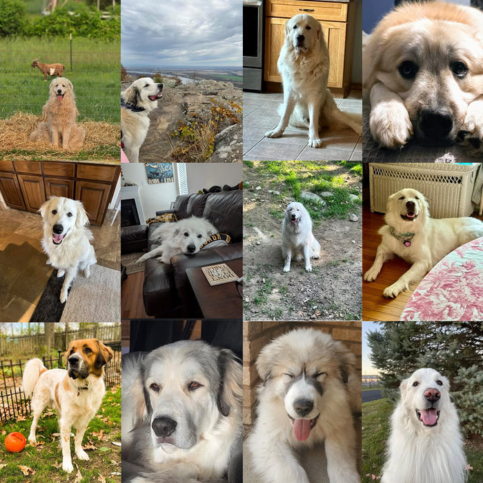 Meet Our Dogs of the Month — September