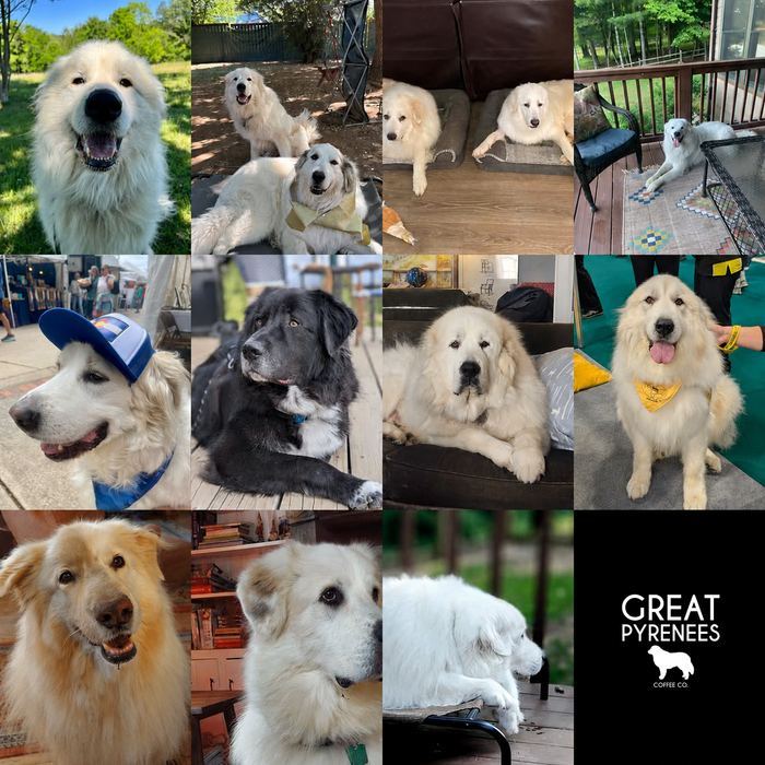 Meet Our Dogs of the Month — August 2026