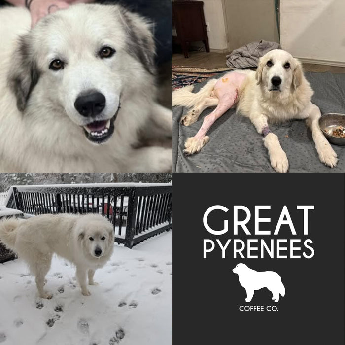 Meet Our Dogs of the Month — January/February
