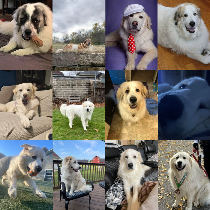 Meet Our Dogs of the Month — October